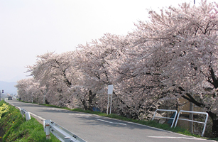 松川河川敷の桜2