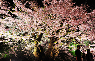 松が岬公園の桜4