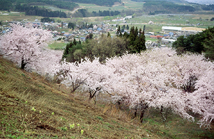 館山公園の桜1