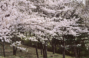館山公園の桜2