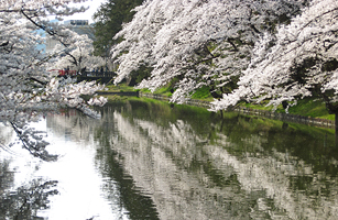 松が岬公園の桜2